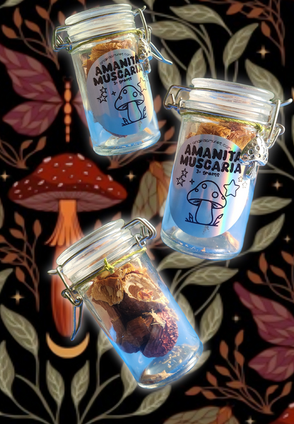 Amanita muscaria jar 🍄 18+!